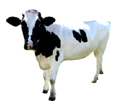 236x197 Cow Clipart Black And White Clipart Panda