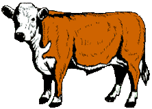 222x160 Collection Of Beef Cattle Clipart High Quality, Free