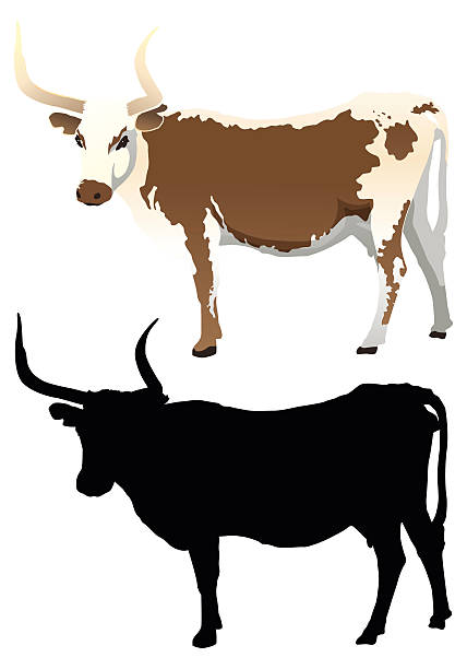 428x612 Collection Of Longhorn Cattle Clipart High Quality, Free
