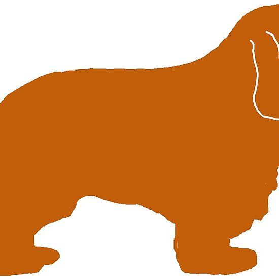 550x550 91 Best Cavalier King Charles Spaniel Images On A Dog