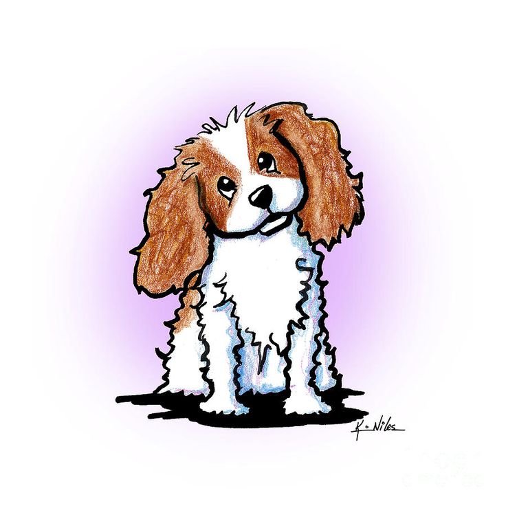 736x736 975 Best Cavalier Images On Cavalier King Charles