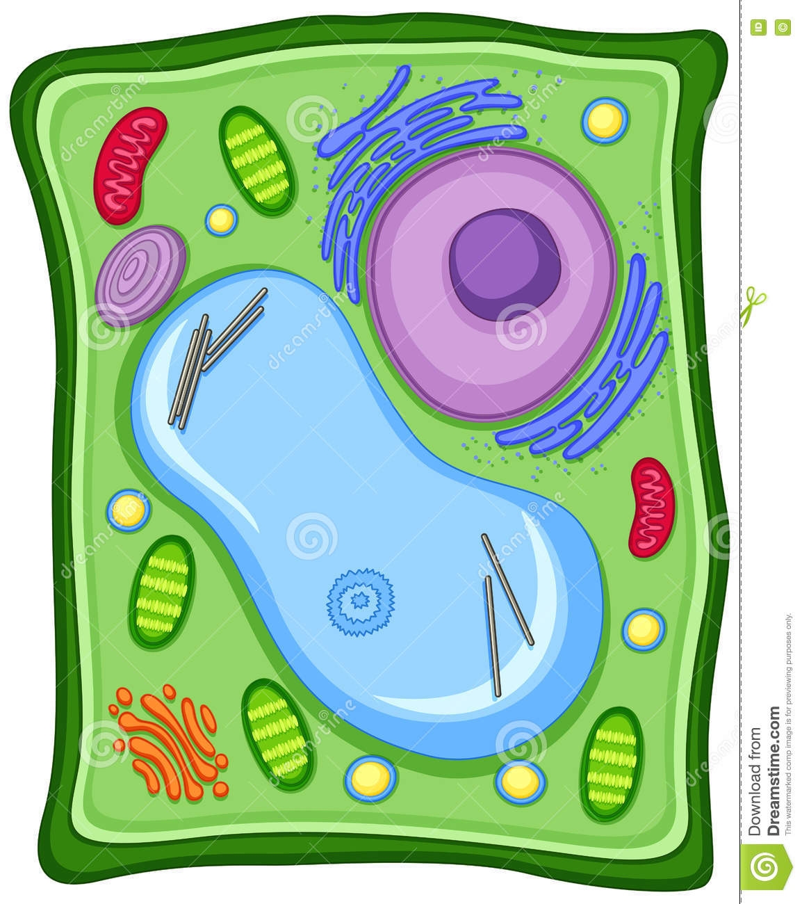 1154x1300 Fresh Cell Clipart Design