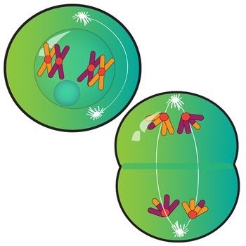 350x350 Meiosis Clip Art
