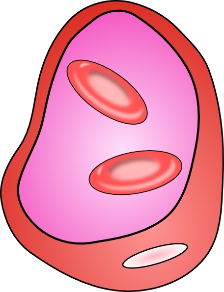 456x595 Red Blood Cell Clip Art Free Vector Download (215,961 Free Vector