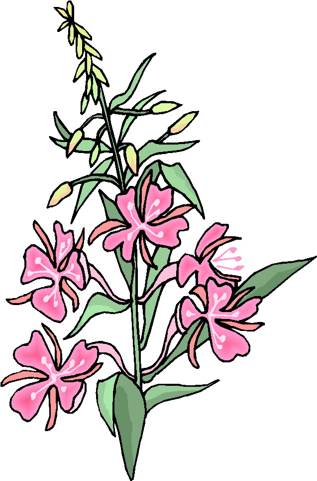 637x965 Clip Art Flowers And Plants Plants