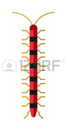 230x450 12 Best Millepede Images On Vector Illustrations