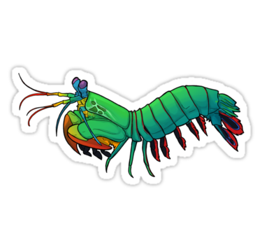 375x360 Shrimp Clipart Green