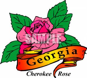 300x267 The Georgia State Flower, The Cherokee Rose Clip Art Image