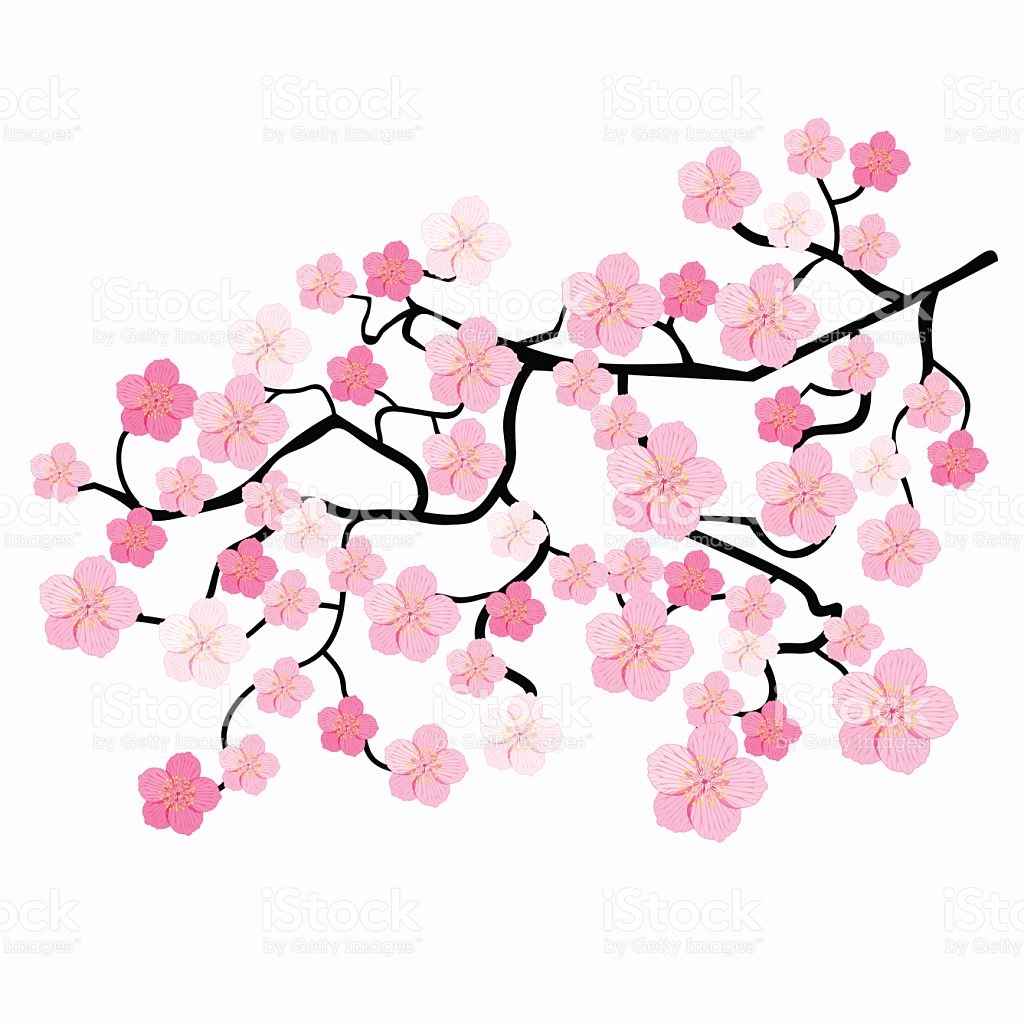 1024x1024 Pictures Japanese Cherry Blossom Clip Art,
