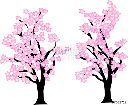 500x409 Cherry Blossom Trees Stock Image And Royalty Free Vector Files
