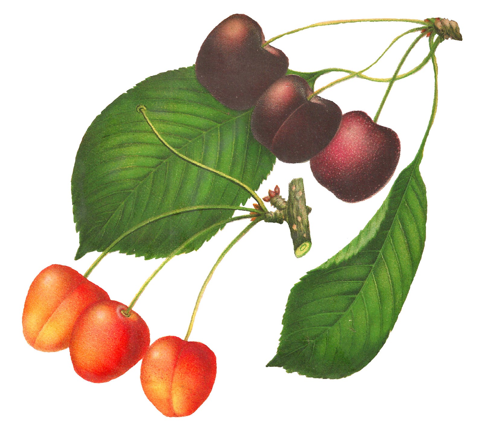 1600x1440 Antique Images Printable Cherry Clip Art Digital Botanical