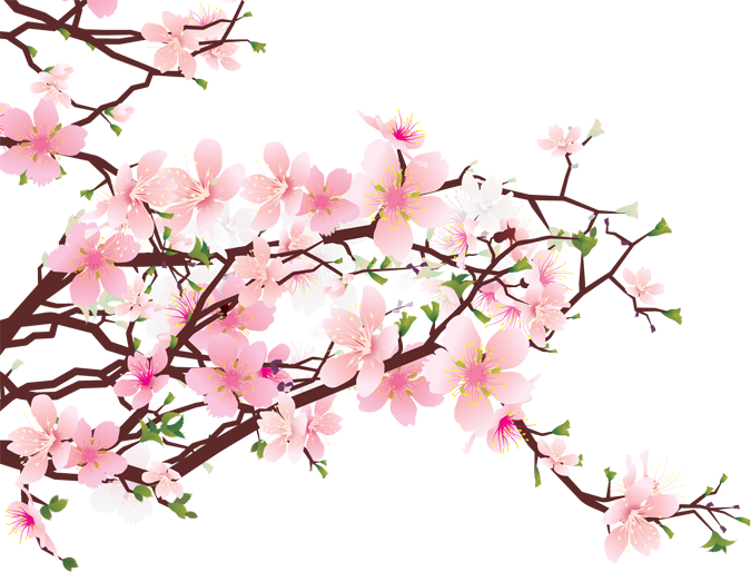 675x514 Cherry Blossom Drawings Clip Art