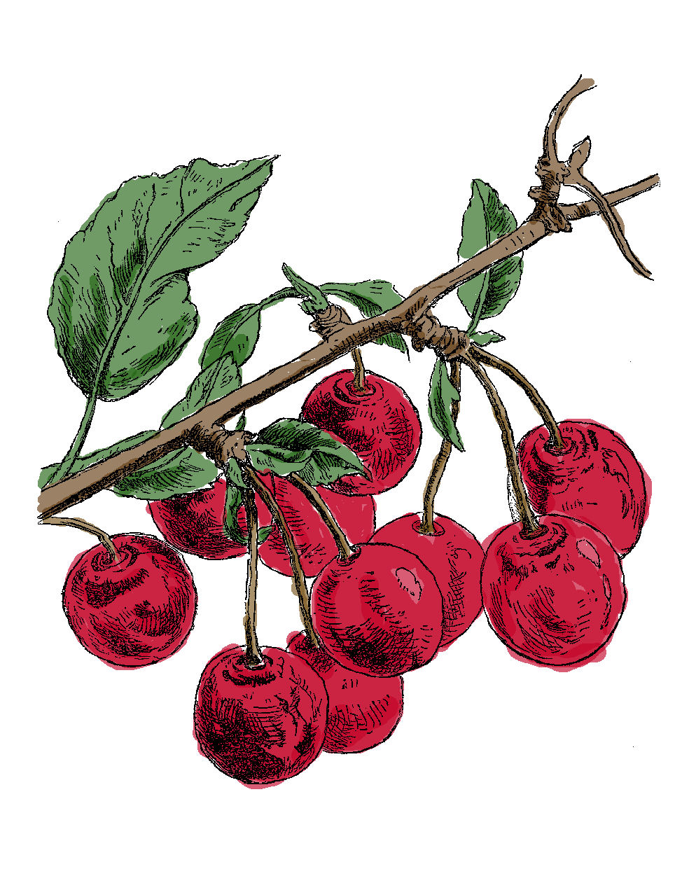 984x1271 The Graphics Monarch Digital Cherry Download Printable Fruit Tree