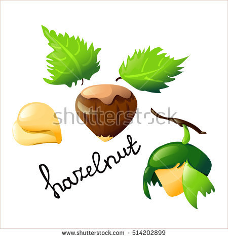 450x470 Hazelnut Ring Clipart