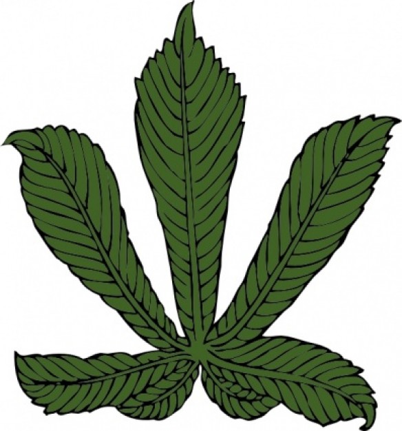584x626 Horse Chestnut Leaf Clip Art Clipart Panda