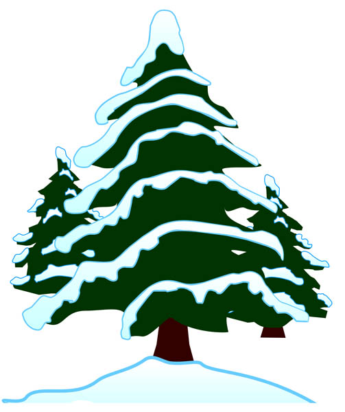 503x600 Evergreen Tree Clipart