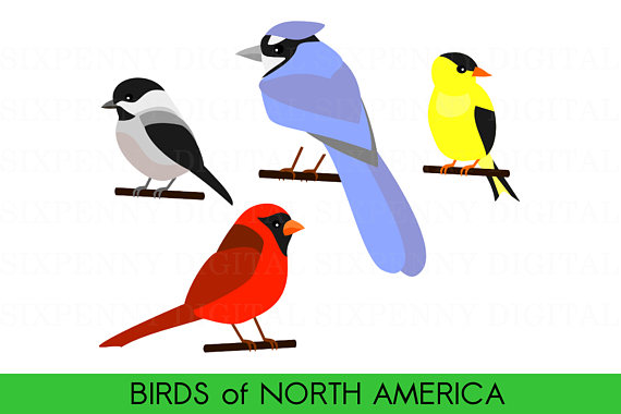 570x380 Cute Bird Clipart Birds Of North America Cardinal Clipart