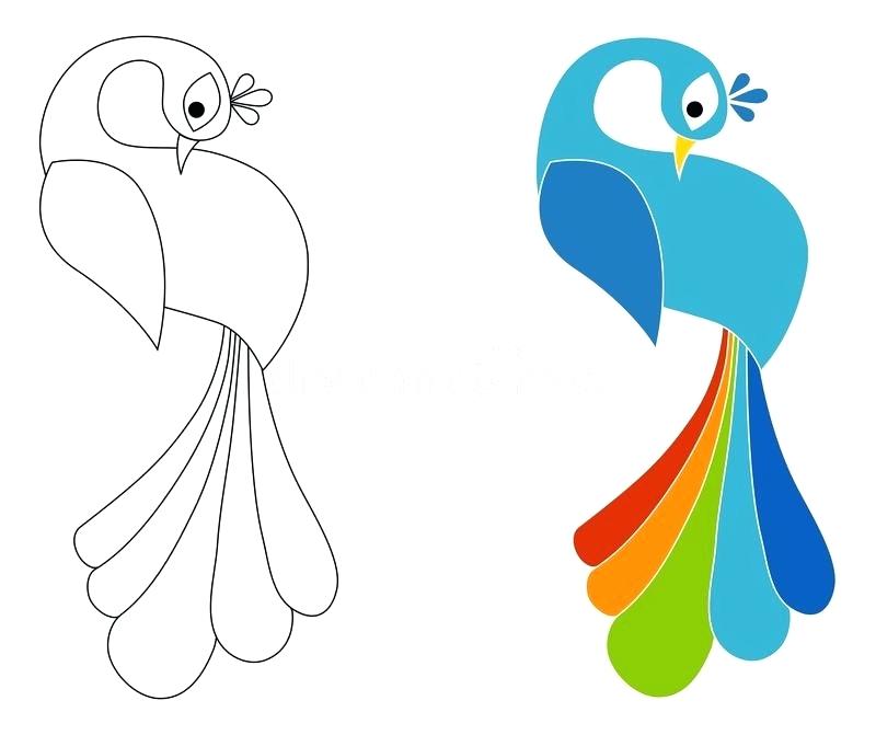 800x671 Peacock Coloring Page Peacock Coloring Pages Sdvoterprotection