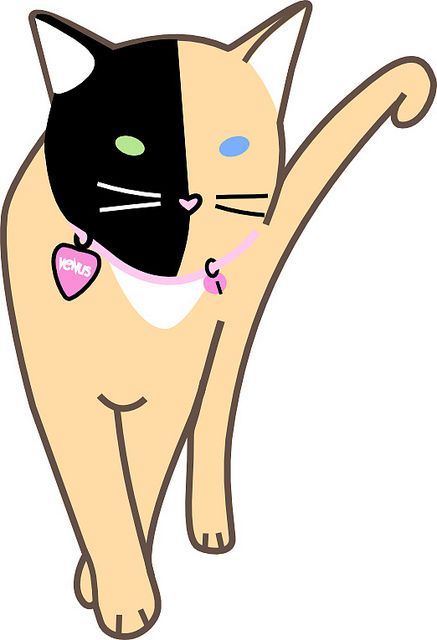 437x640 Venus The Two Faced Cat