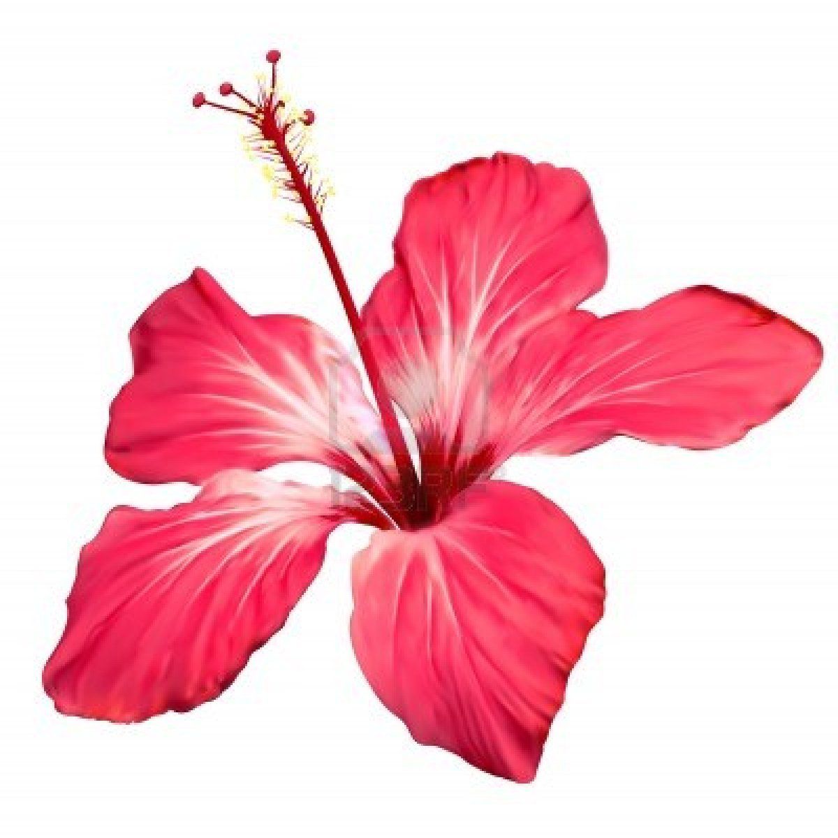 1200x1200 Hibiscus Flower Border Clip Art