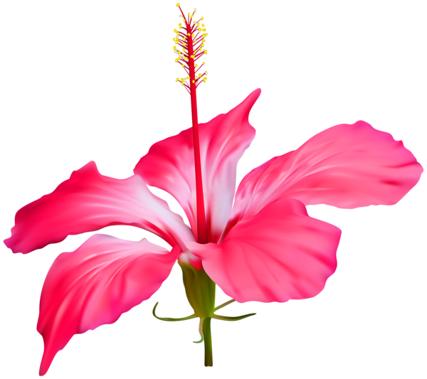 600x533 Hibiscus Flower Transparent Png Clip Art Event Luau