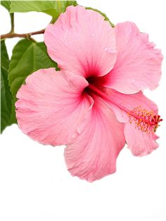 236x314 Clip Art Flowers