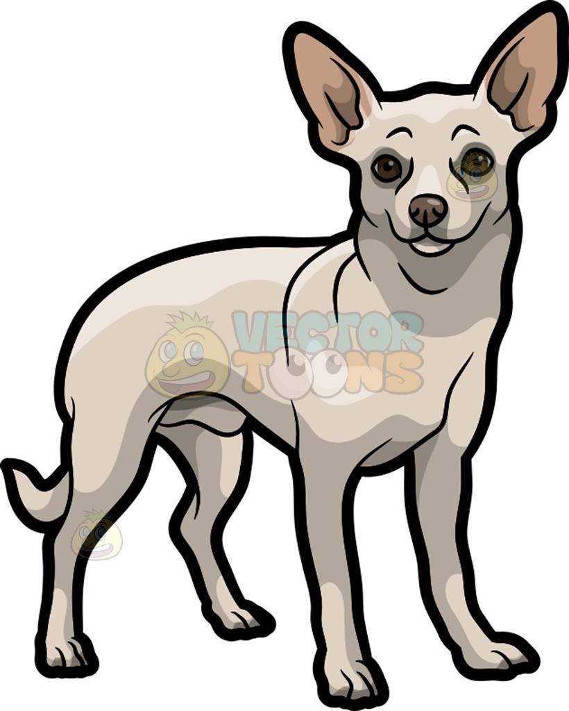 820x1024 Chihuahua Clipart