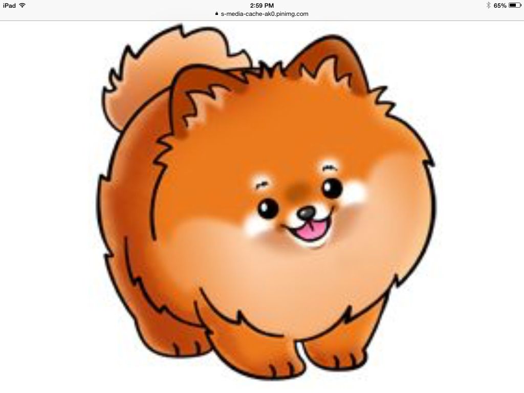 1024x768 Pomeranian Dogs Pomeranians, Dog And Animal