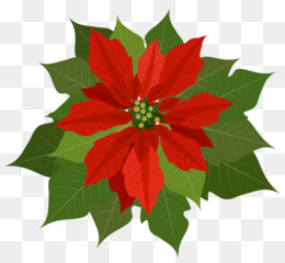 260x240 Christmas Poinsettia Png And Psd Free Download