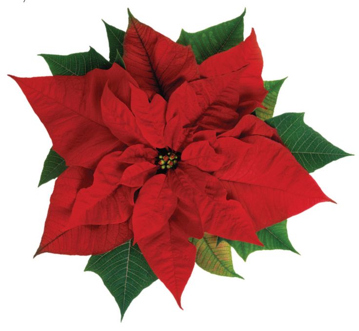 736x680 Poinsettia Plant Christmas Flower Clip Art Merry Christmas