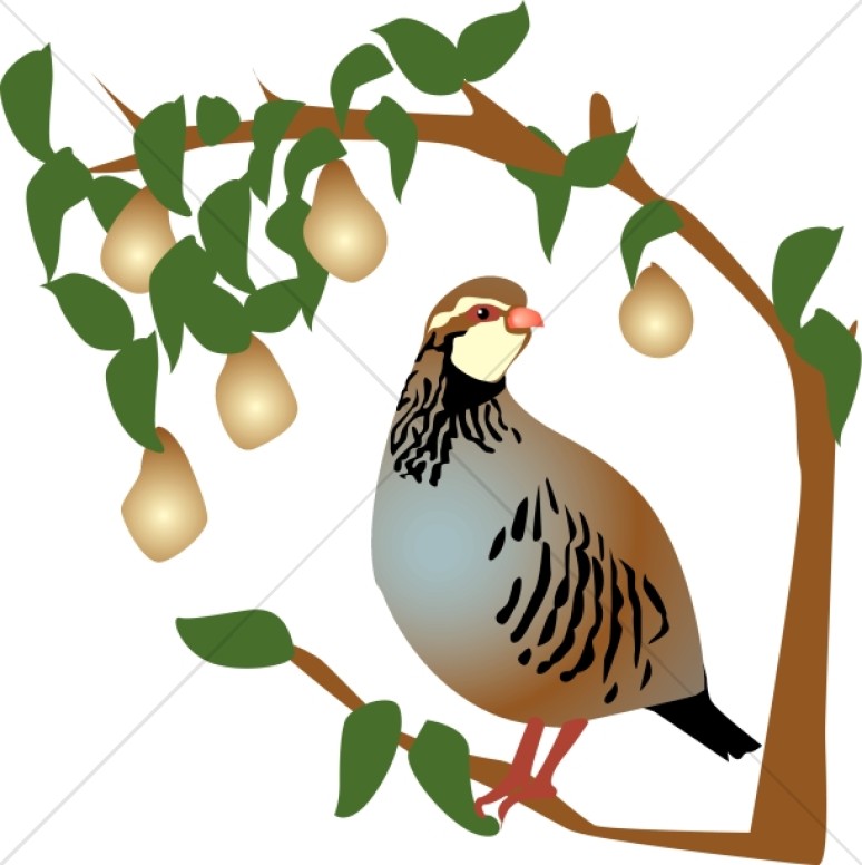 774x776 Partridge In A Pear Tree Clipart Religious Christmas Clipart
