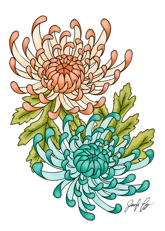 570x796 Chrysanthemums