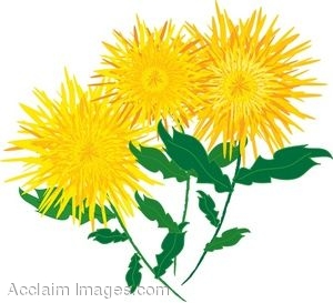 300x273 Clip Art Of Yellow Chrysanthemums