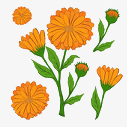 500x500 Orange Calendula Chrysanthemum Illustration, Orange, Calendula