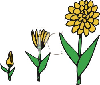 350x297 Stages Of A Flower Growing
