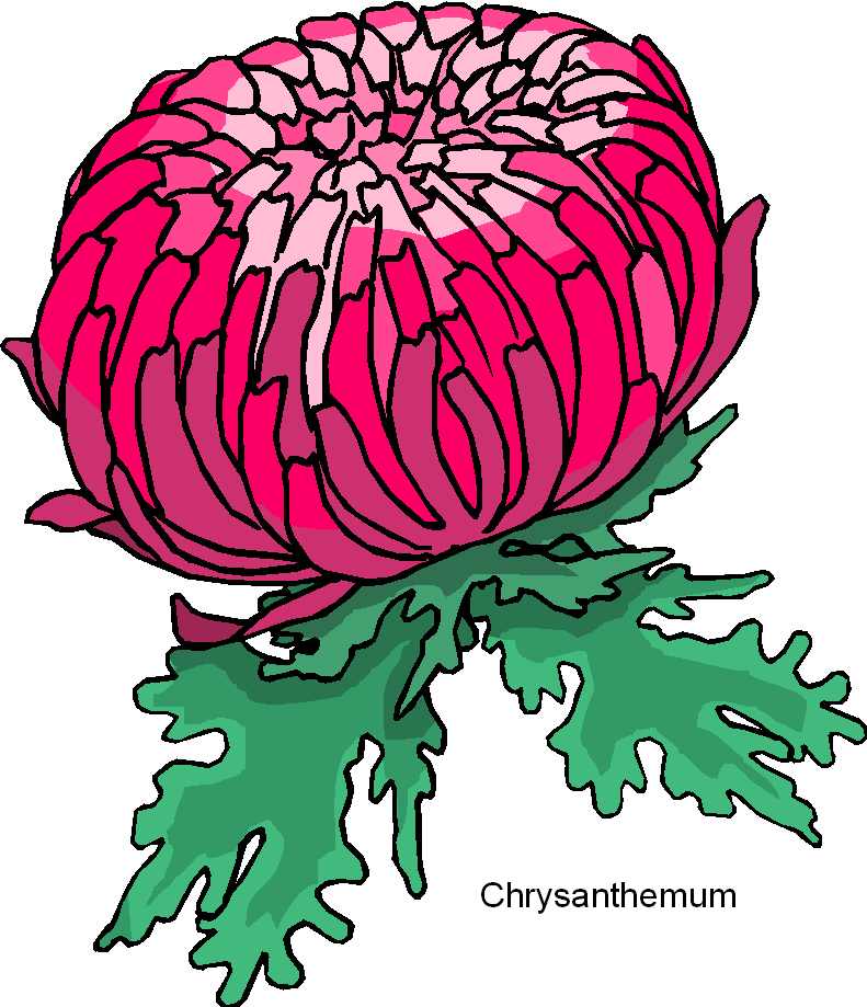 791x919 Crysanthemum Drawing Images Chrysanthemum Flower Free Clipart