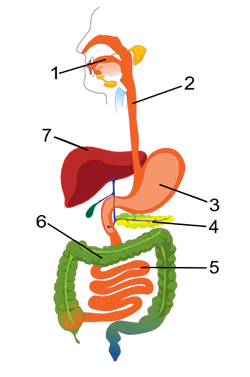 250x377 Digestive System Cliparts