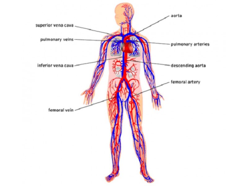 800x600 Free Class On The Circulatory System For Elementary Kids