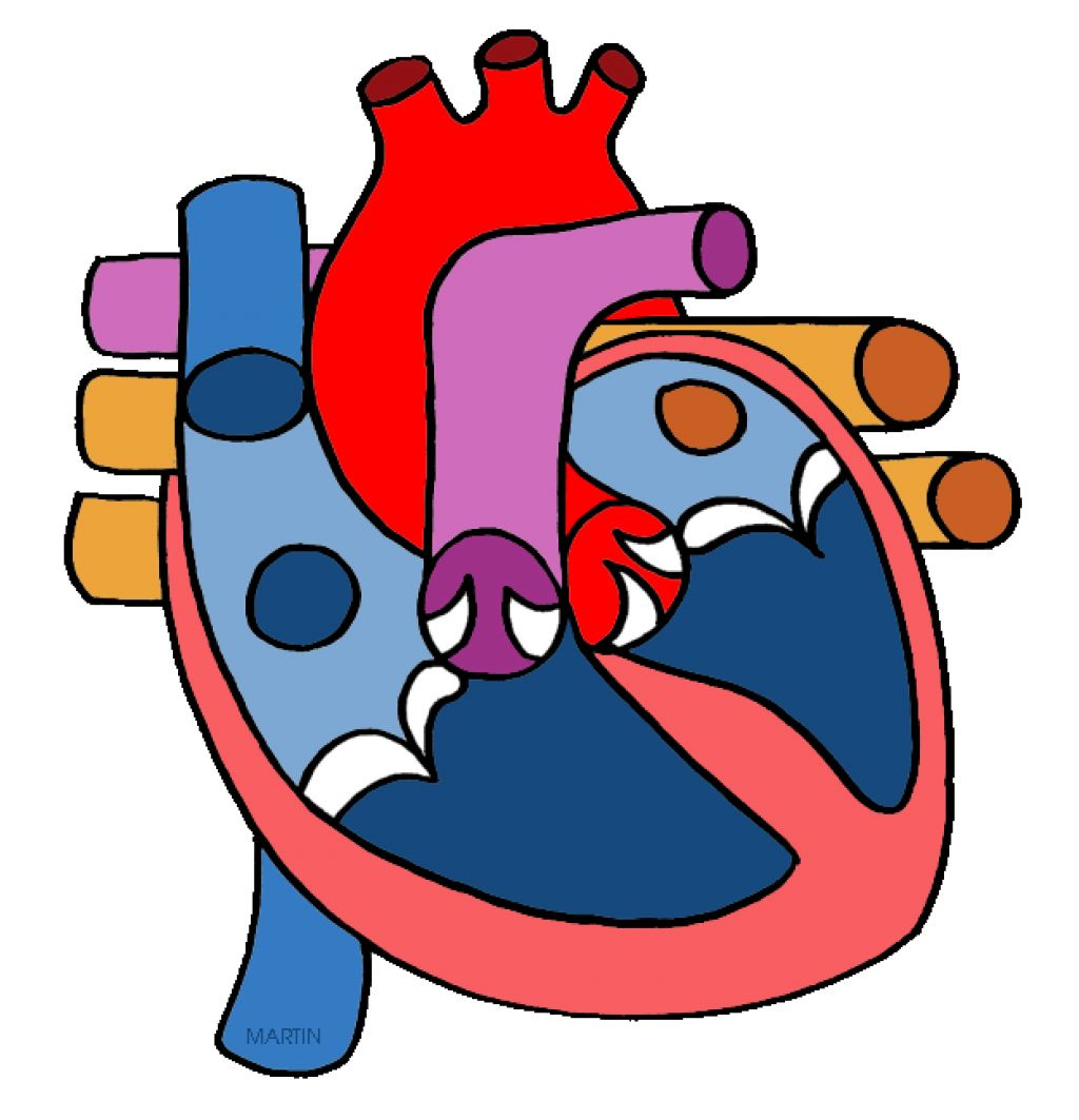 1024x1063 Human Heart Images With Parts Clipart Image Of Circulatory System