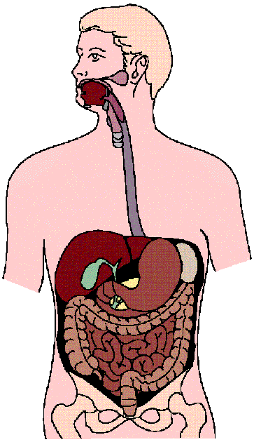 363x630 Image Of Circulatory System Clipart