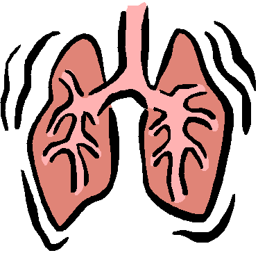 372x364 Image Of Circulatory System Clipart