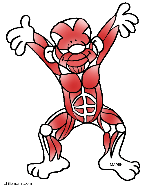 507x648 Muscular System Clip Art Clipart Physical Education