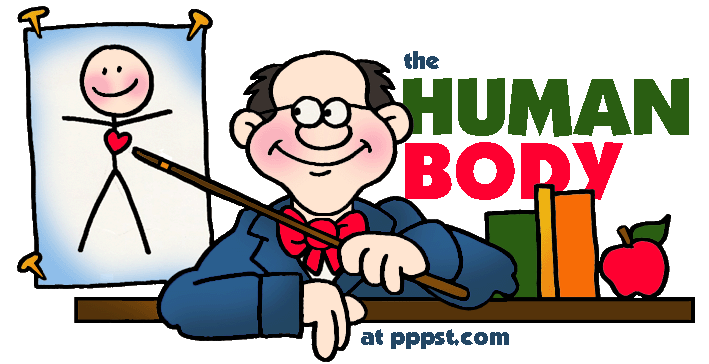 709x364 Skink Clipart Organ System