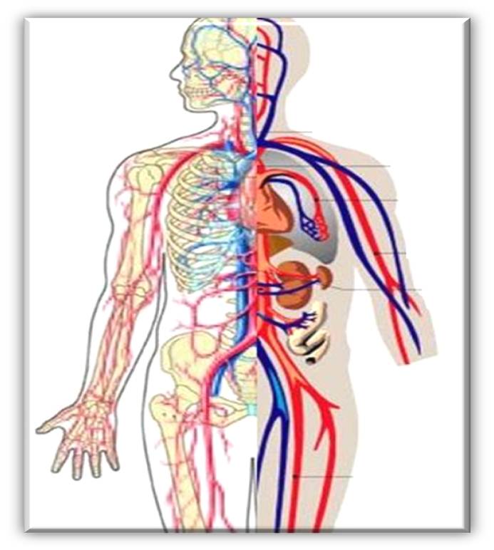 693x772 Circulatory System Clipart