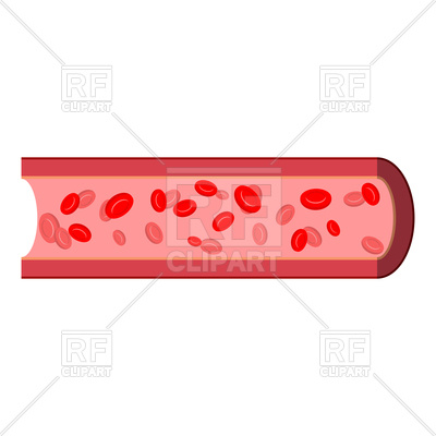 400x400 Blood Vessels Royalty Free Vector Clip Art Image