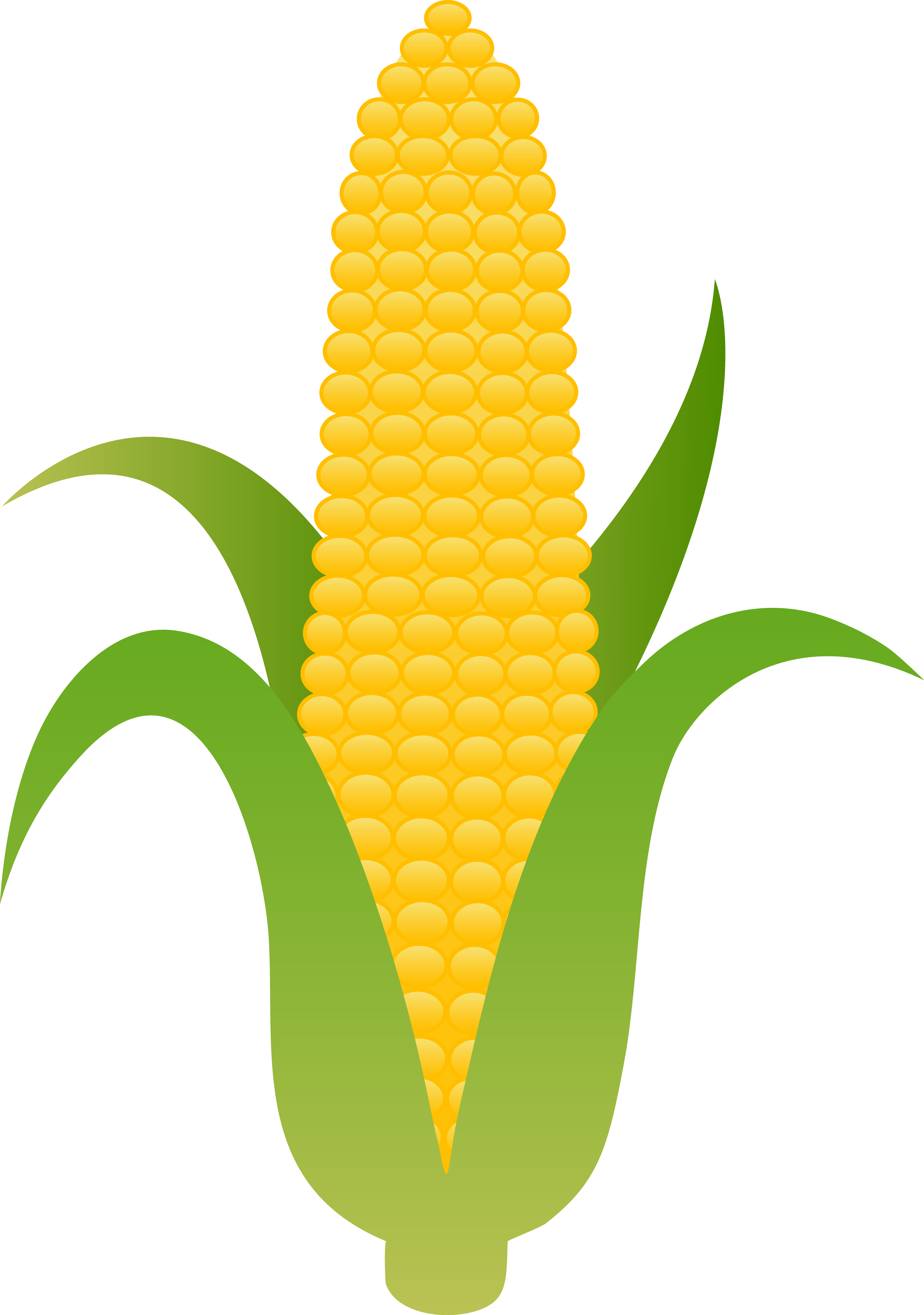 3751x5338 Wallpaper And Desktop For Pc Ear Of Yellow Corn Free Clip Art