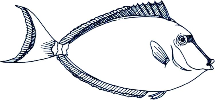 750x350 Fish Outline Clip Art Drawn Fish Saltwater Fish Free Clipart Fish