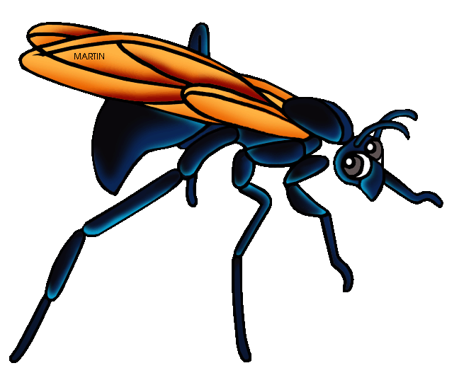648x520 Animals Clip Art By Phillip Martin, Tarantula Hawk Wasp