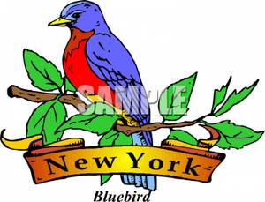 300x229 The State Bird Of New York