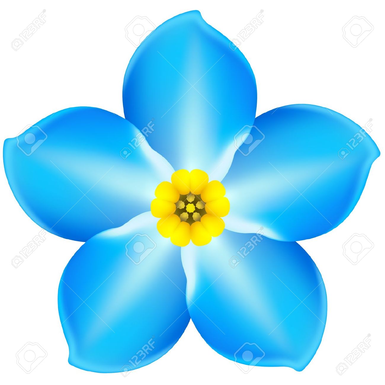 1300x1300 Forget Me Not Clipart 3361 Clip Art Flower